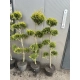 BONSAI Cyprysik Lawsona Ivonne wiele kul - sadzonki 150 / 180 cm